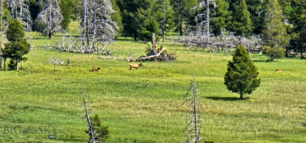 10085 Snowshoe Deadwood Road, Canyon Creek MT 59633