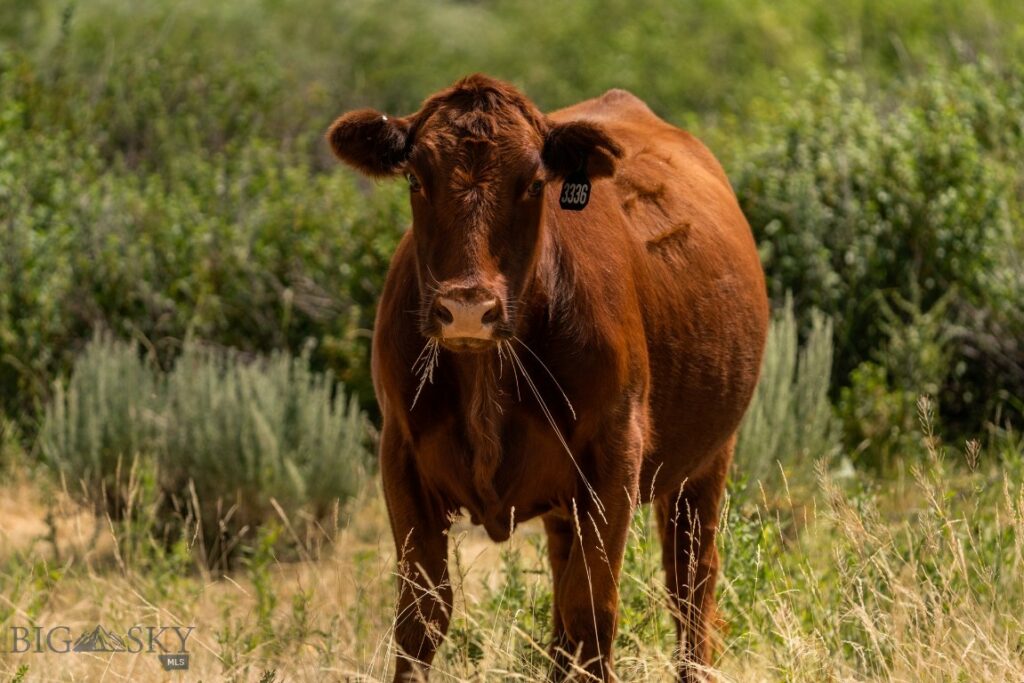 Elk Meadows Ranch 3569 Gosman Lane, Lima MT 59724