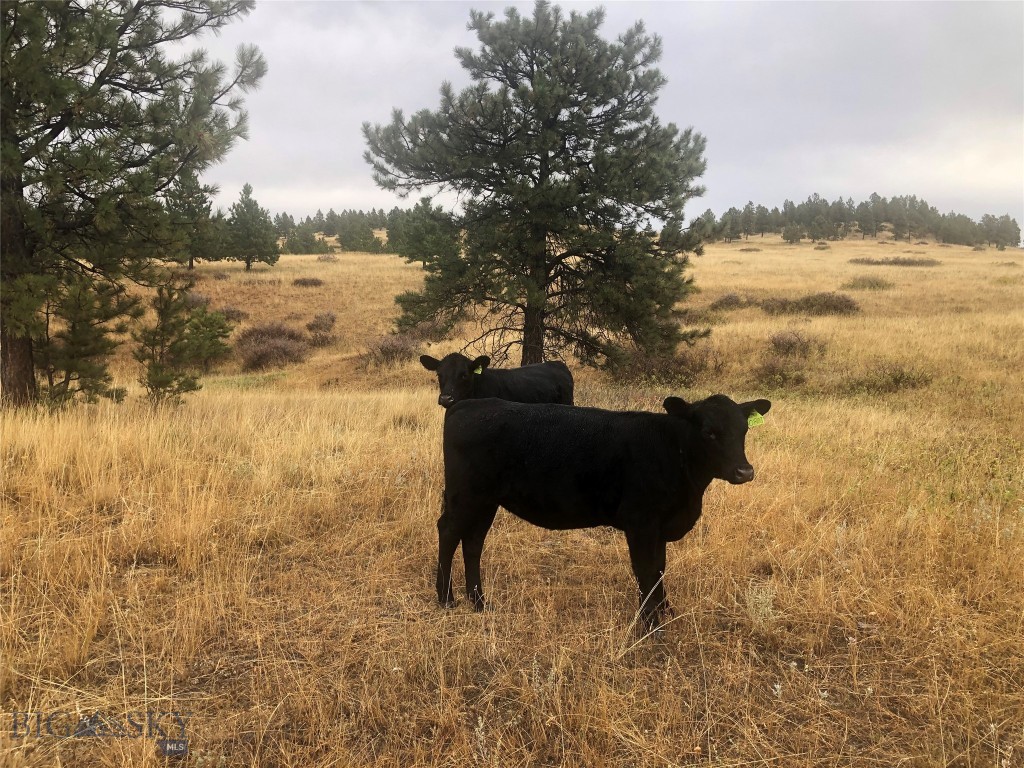 TBD West Parrott Creek, Roundup MT 59072