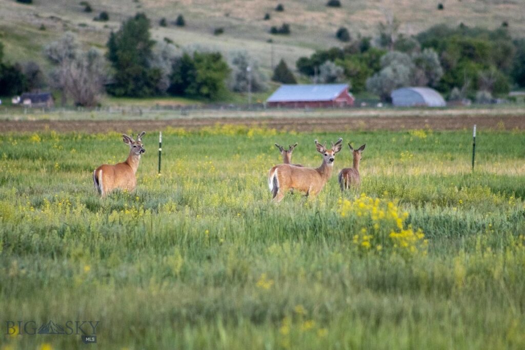 13204 Buffalo Jump Road, Three Forks MT 59752