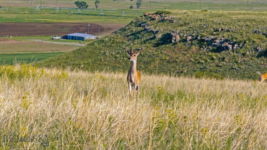 13204 Buffalo Jump Road, Three Forks MT 59752