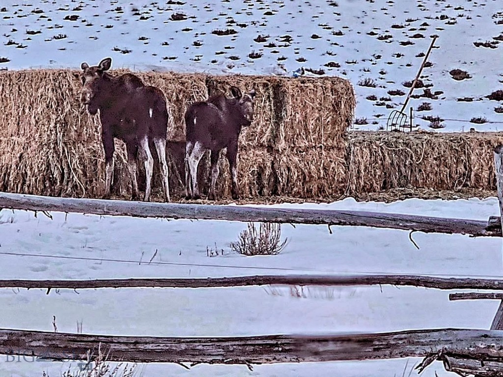 1624 Steel Creek Road, Wisdom MT 59761