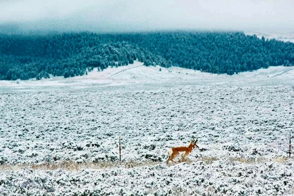 1624 Steel Creek Road, Wisdom MT 59761