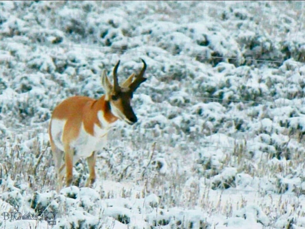 1624 Steel Creek Road, Wisdom MT 59761