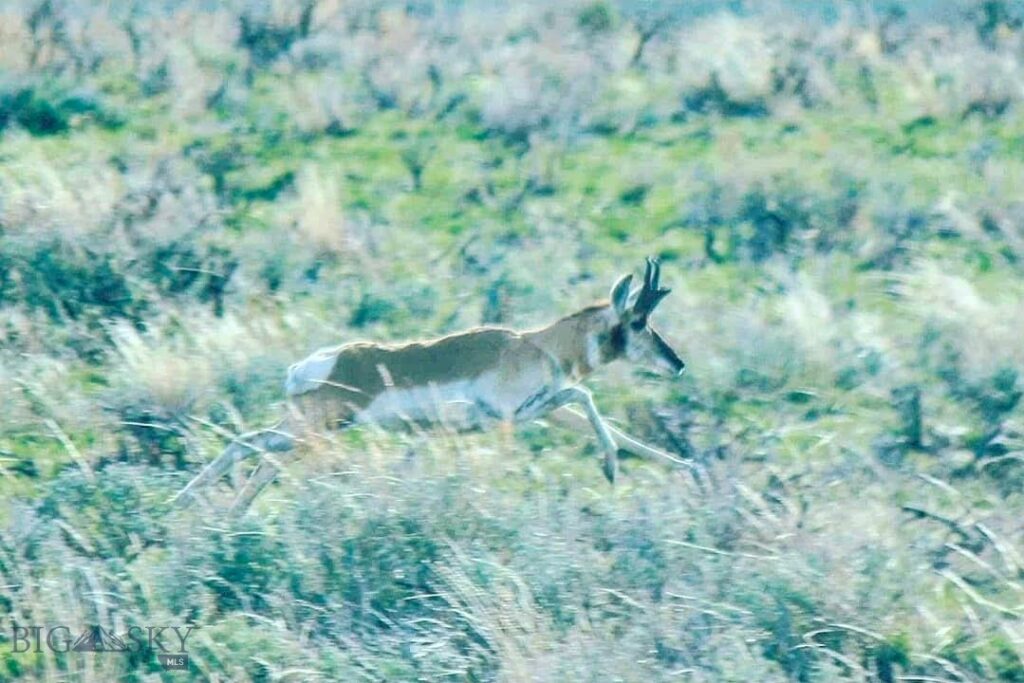 1624 Steel Creek Road, Wisdom MT 59761