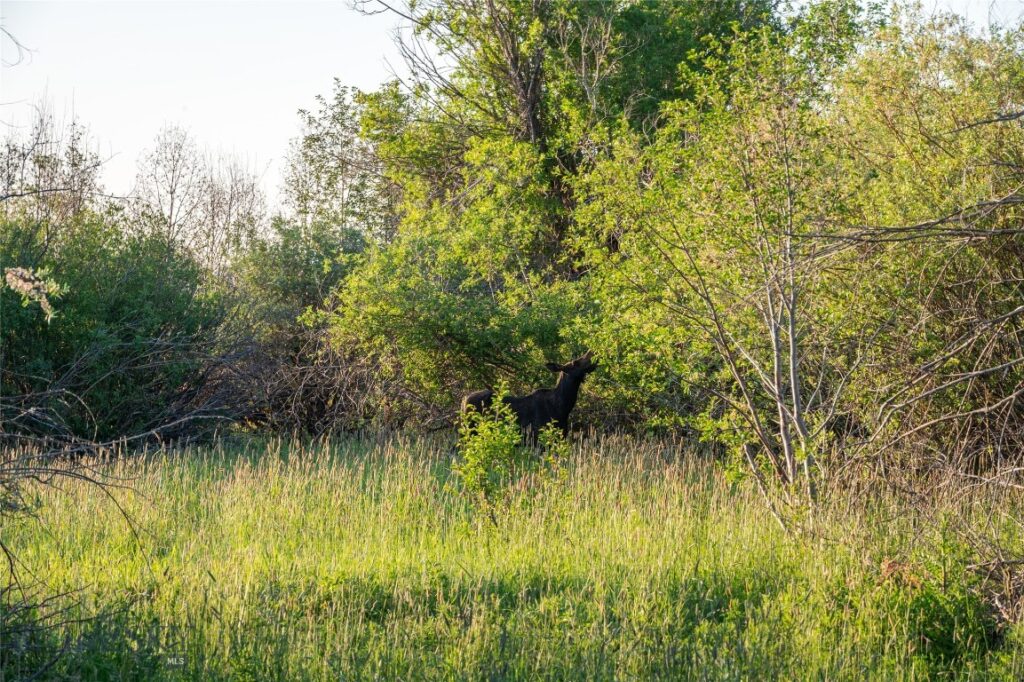 164 Pony Road, Harrison MT 59735