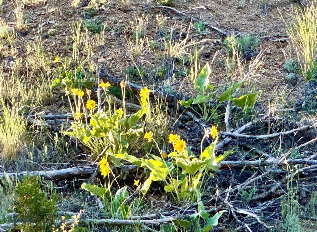 18600 Pole Gulch, Three Forks MT 59752