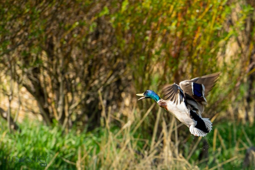 2833 Johnson Creek Road, Divide MT 59727