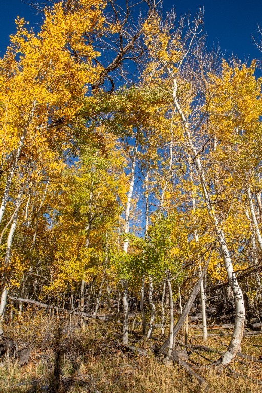 3007 Coyote Creek, Dillon MT 59725