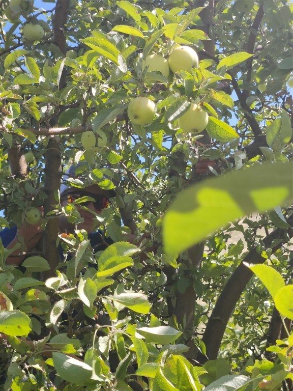 39 Gunsight, Plains MT 59859