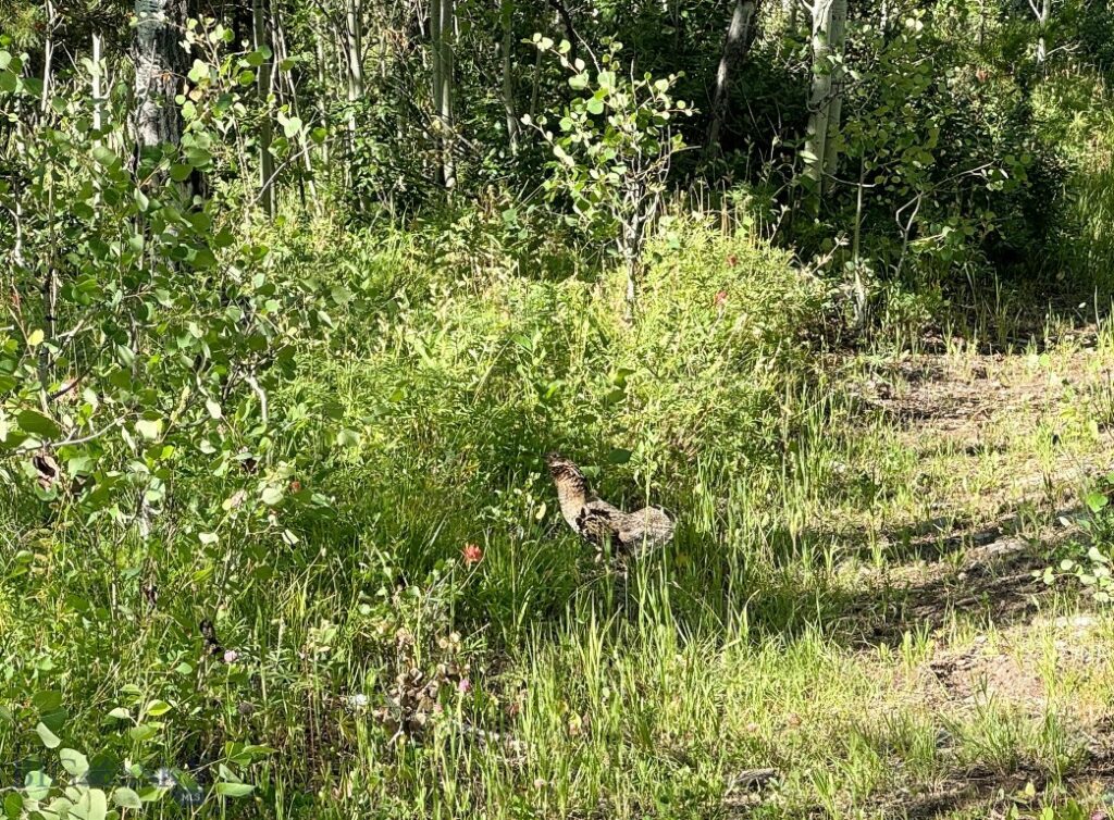 4 Pine Hill Drive, White Sulphur Springs MT 59645