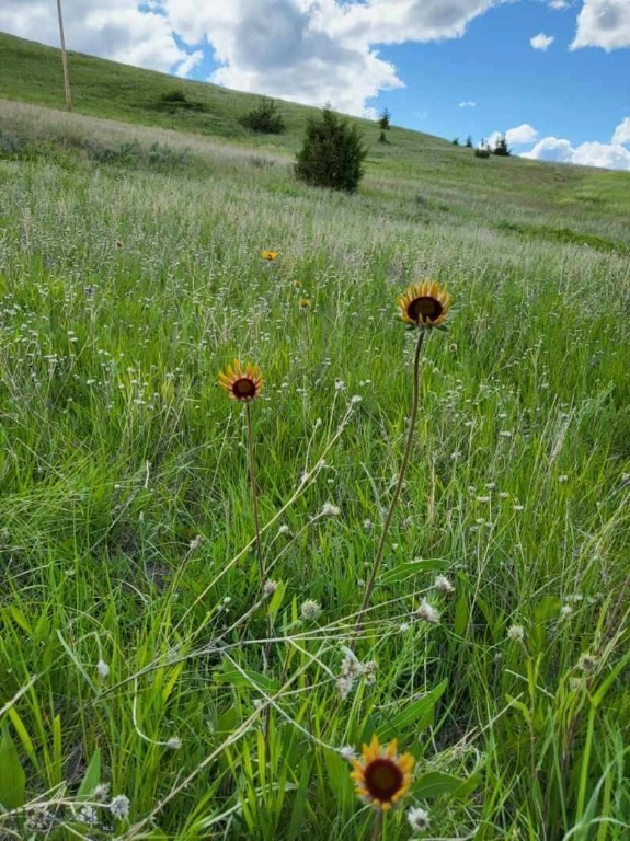 65 Gold Coin Road, Hall MT 59837