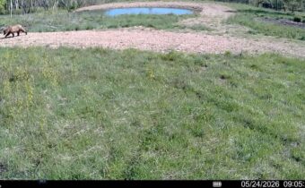 8 Tract, Hall Creek, Helmville MT 59843