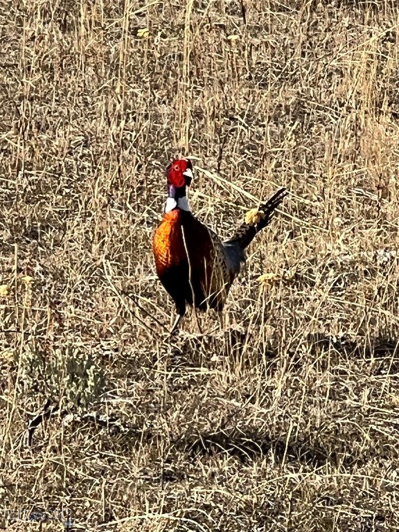 830 Rock Creek Rd North Road, Clyde Park MT 59018