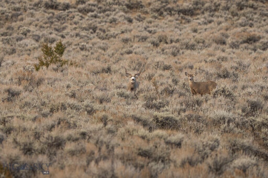 TBD Shy rd, Wilsall MT 59086