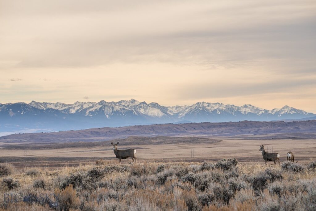 TBD Shy rd, Wilsall MT 59086