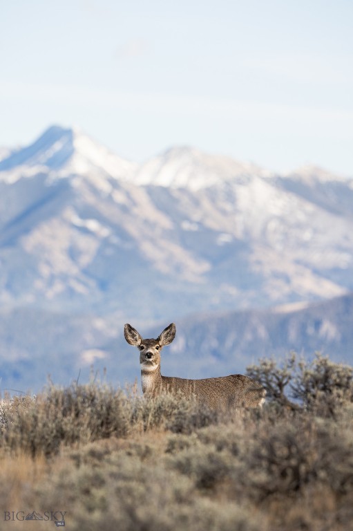 TBD Shy rd, Wilsall MT 59086