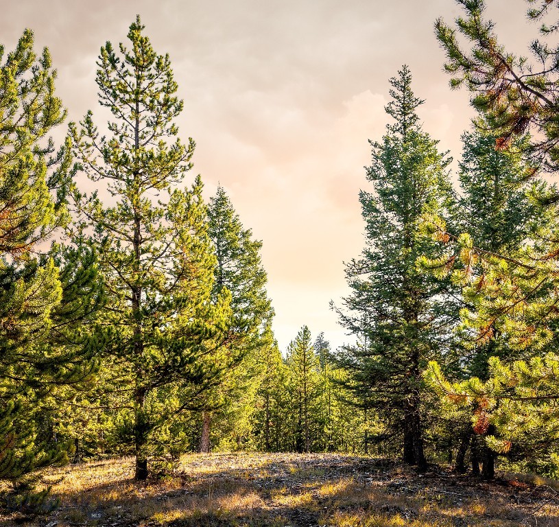 Lot 1 Wheatgrass Meadows, Big Sky MT 59716