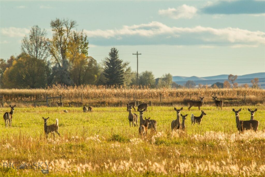 Lot 10 Dancing Winds Road, Dillon MT 59725