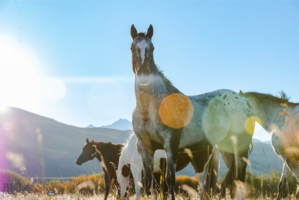 Lot 13 Sun West Ranch, Cameron MT 59720