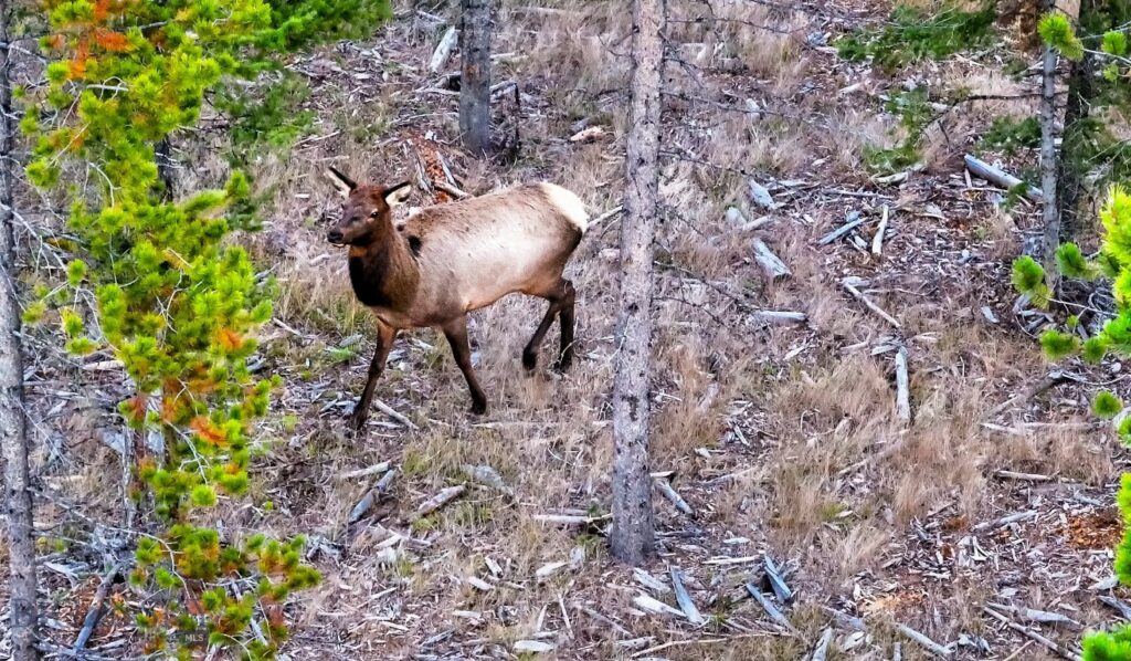Lot 2 Wheatgrass Meadows, Big Sky MT 59716