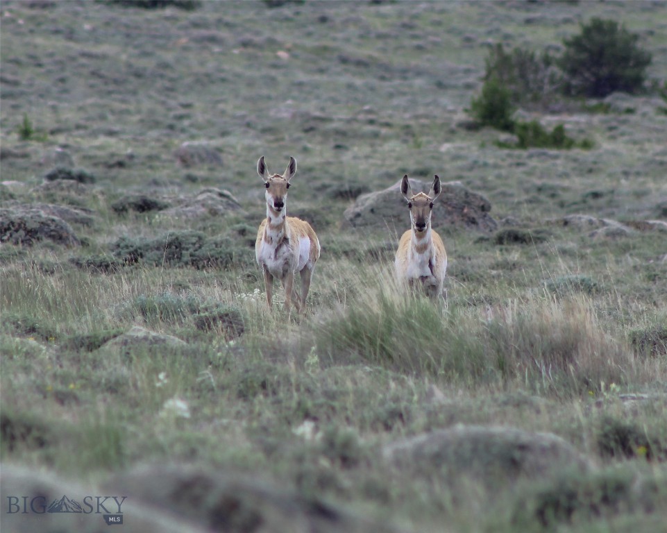 nhn Ranger Way, Red Lodge MT 59068