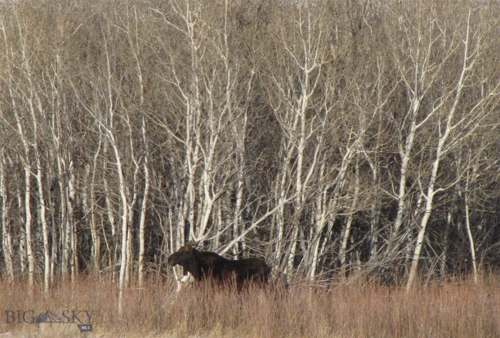 nhn Ranger Way, Red Lodge MT 59068