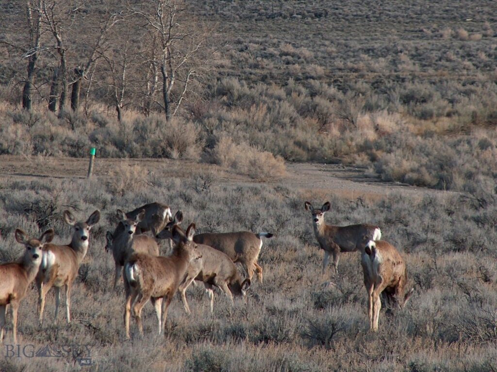 nhn Ranger Way, Red Lodge MT 59068