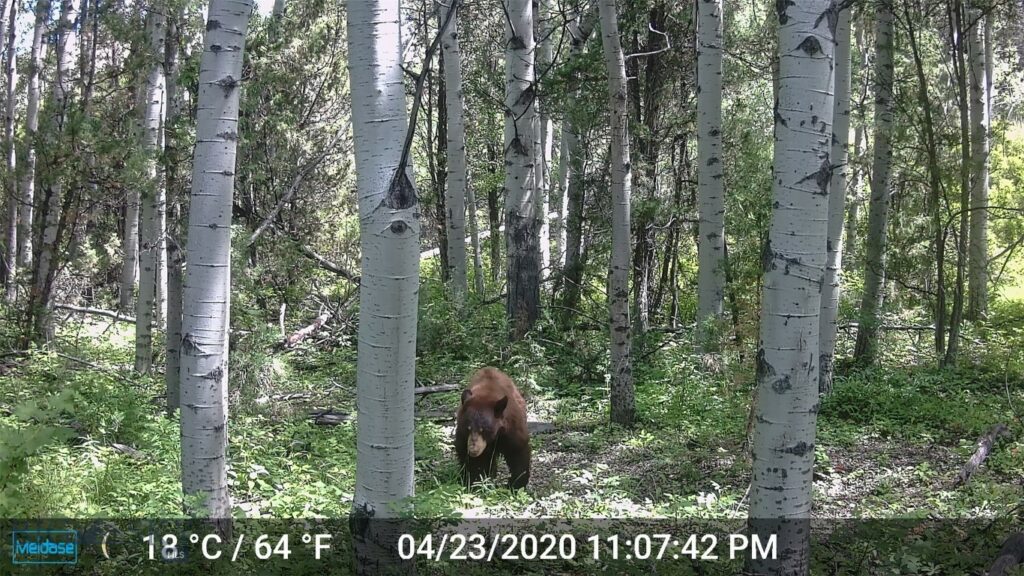 NHN Lost Creek Rd, Anaconda MT 59711