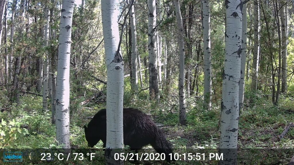 NHN Lost Creek Rd, Anaconda MT 59711