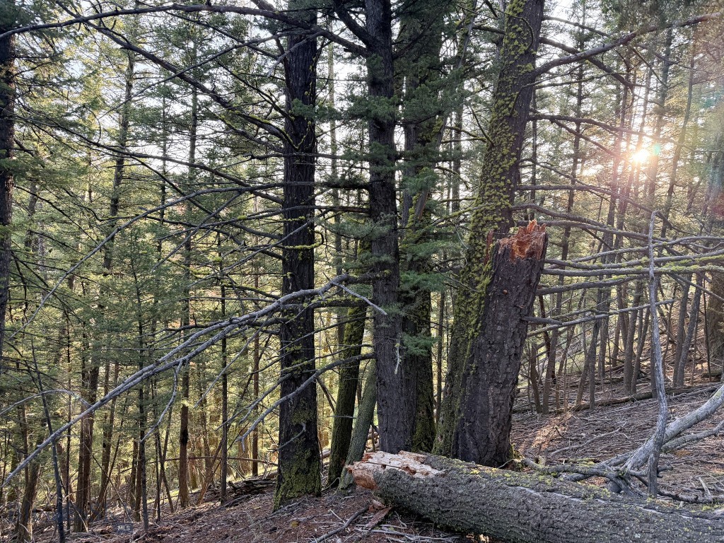 NHN Lot 21 Mountain Moose Road, Philipsburg MT 59858