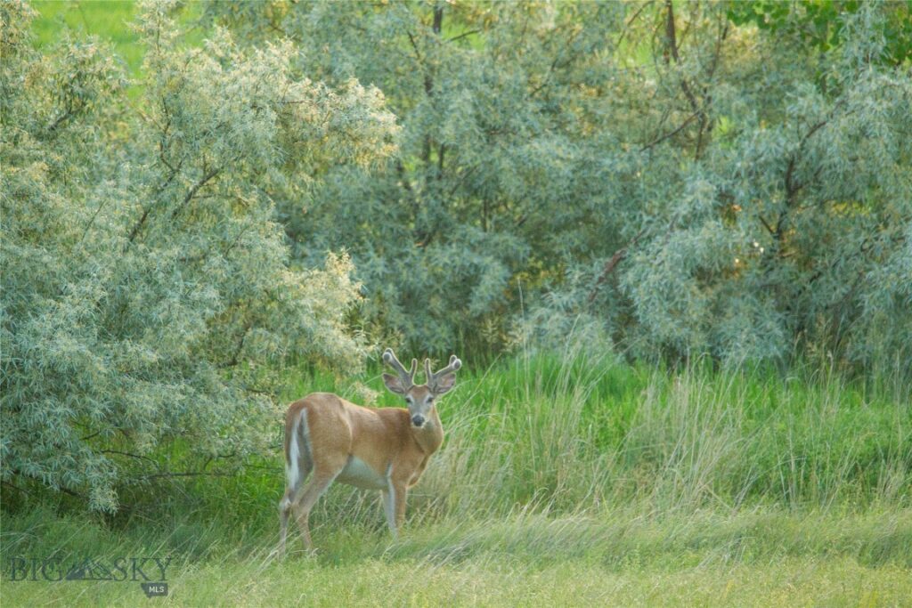 NHN Old Hwy 10, Forsyth MT 59327