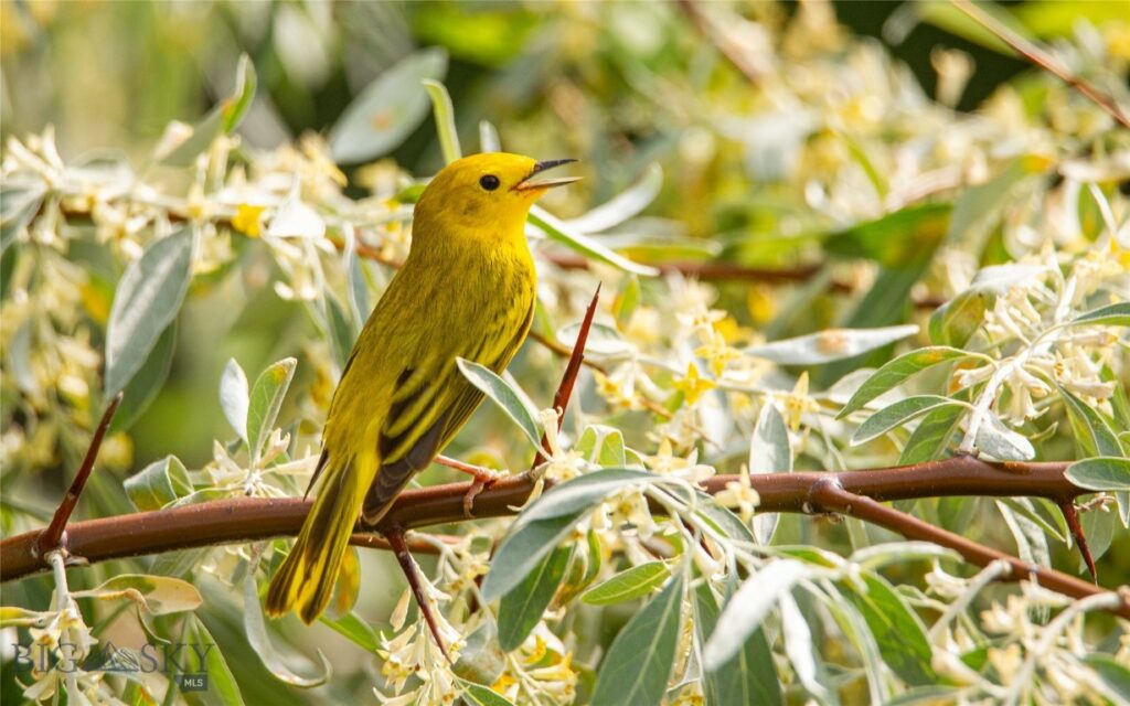 NHN Old Hwy 10, Forsyth MT 59327