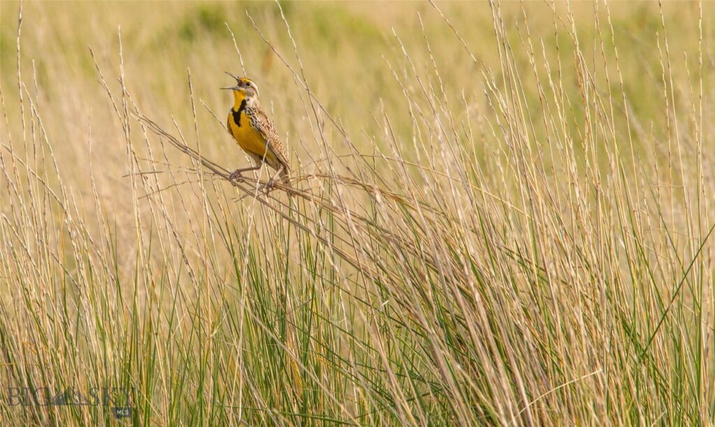 NHN Old Hwy 10, Forsyth MT 59327