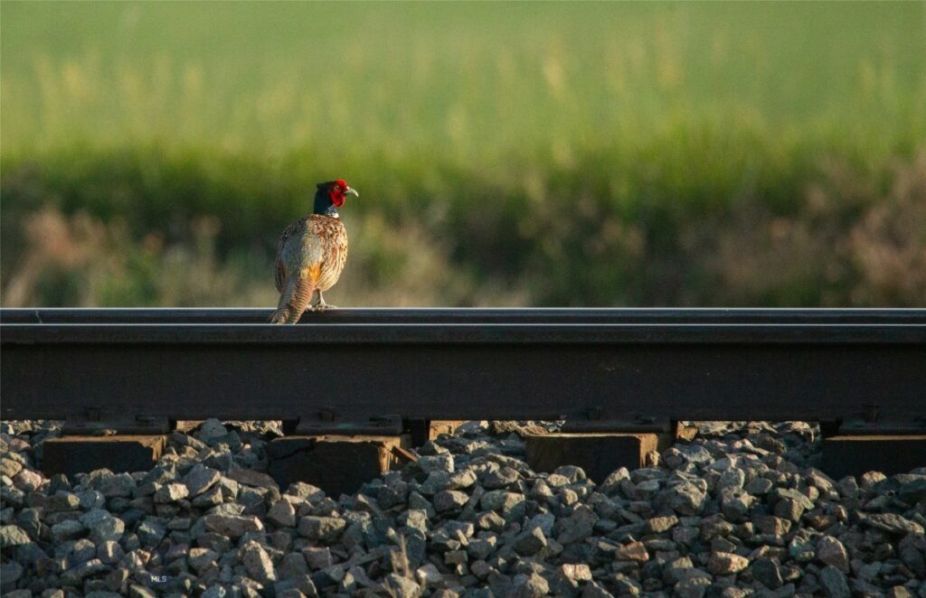 NHN Old Hwy 10, Forsyth MT 59327