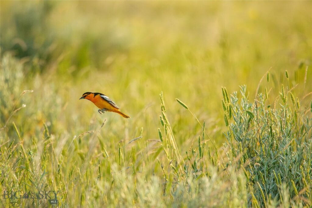 NHN Old Hwy 10, Forsyth MT 59327