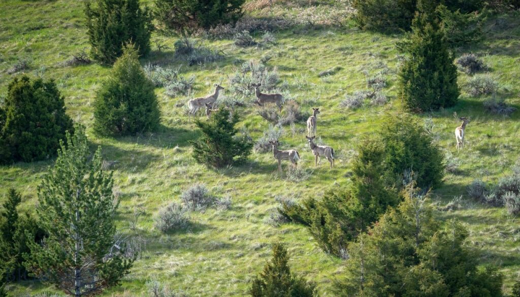 NHN Suce Creek Road, Livingston MT 59047