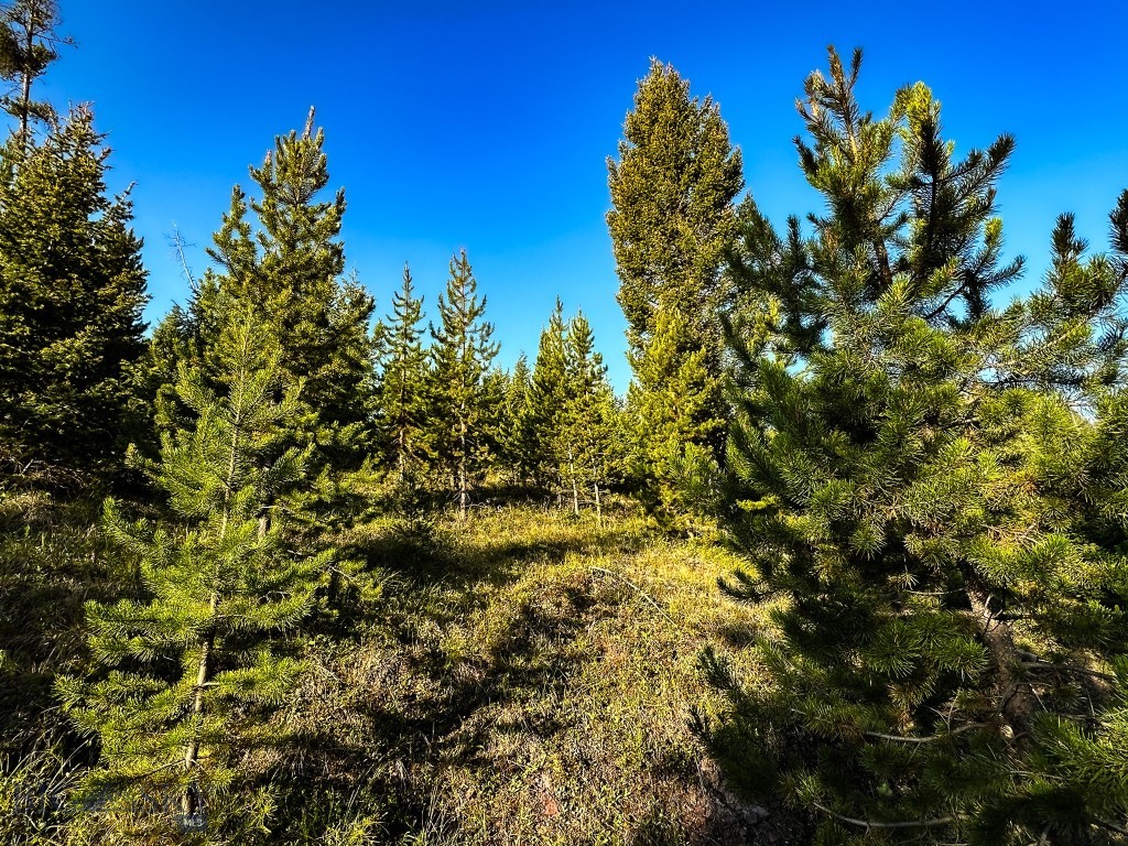 NHN Wapiti Road, Philipsburg MT 59858