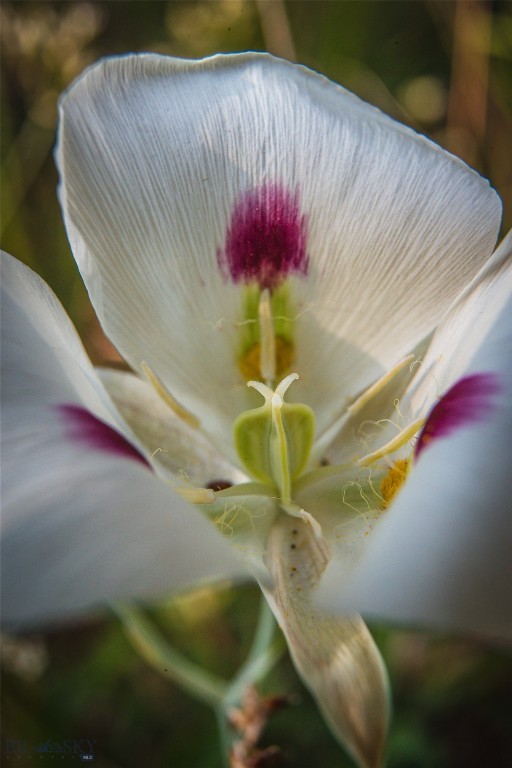 31420 Hwy 324, Dillon MT 59725