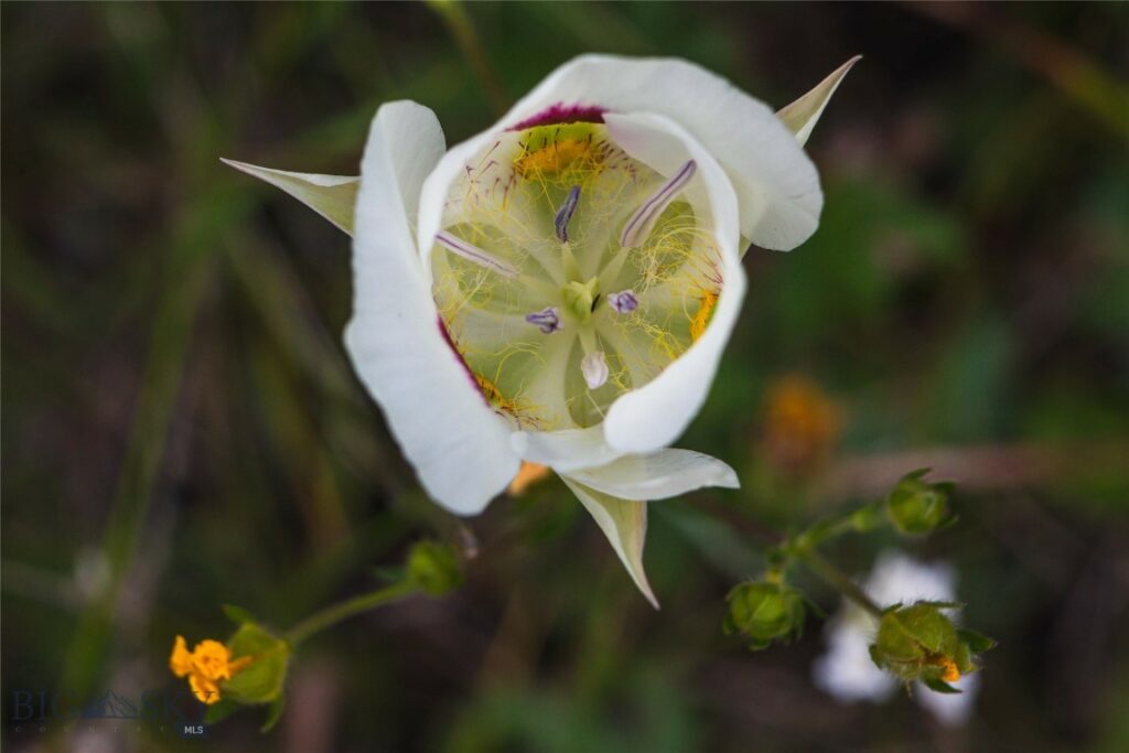 31420 Hwy 324, Dillon MT 59725