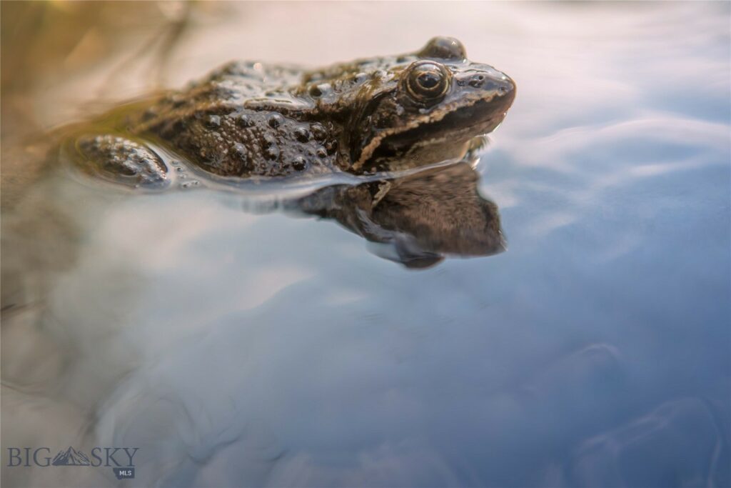 31420 Hwy 324, Dillon MT 59725