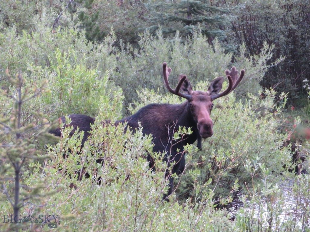 216 Trapper Creek Road, Dillon MT 59725