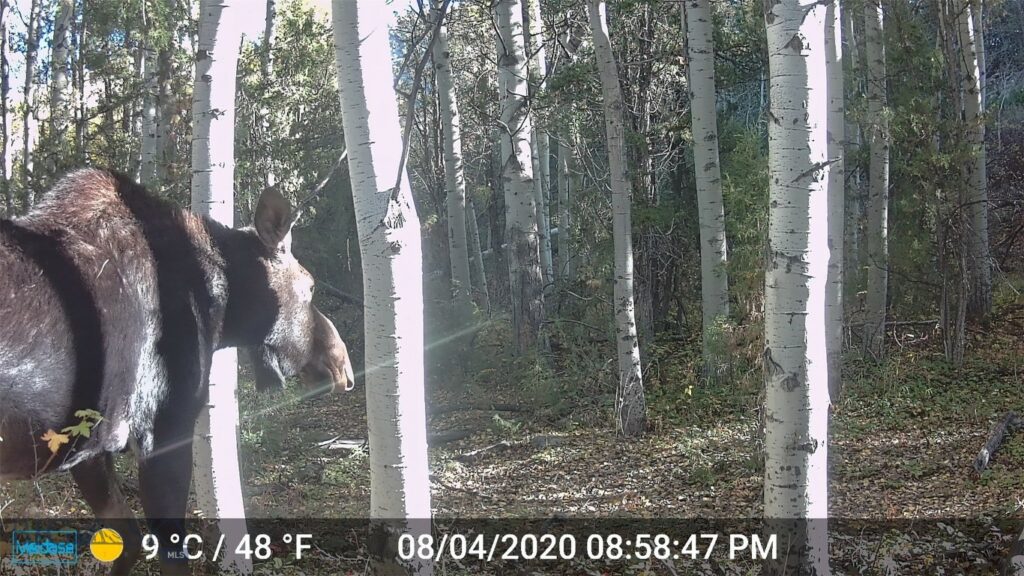 NHN Lost Creek Rd, Anaconda MT 59711