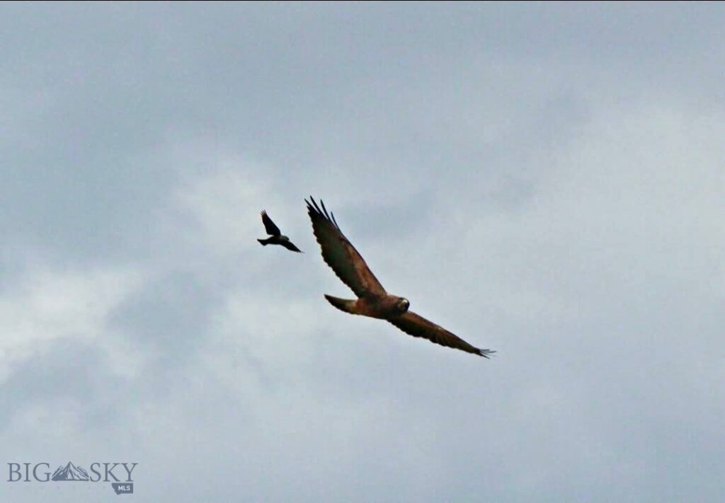 1624 Steel Creek Road, Wisdom MT 59761