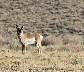 1624 Steel Creek Road, Wisdom MT 59761