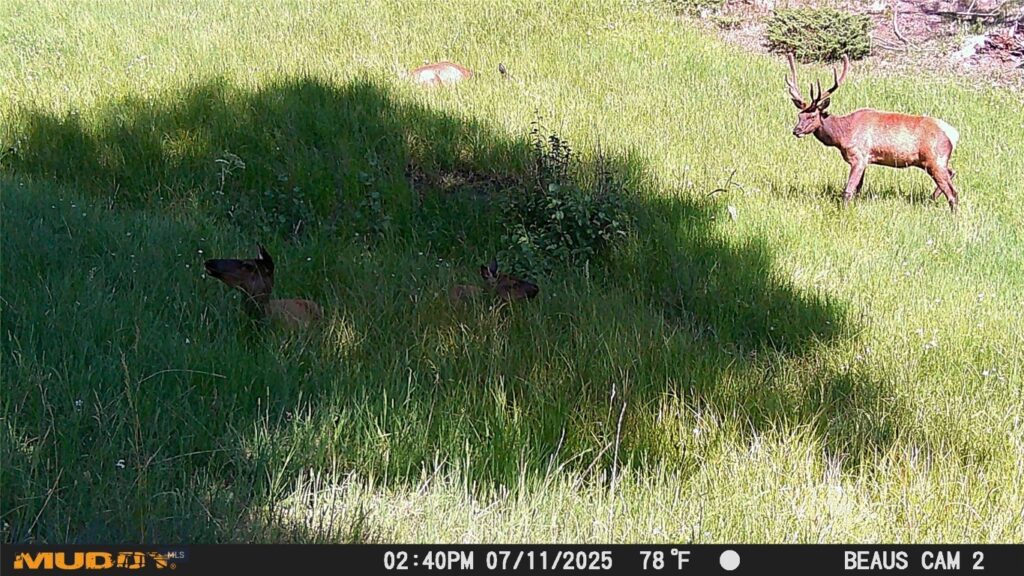 Lot 6 Ruby Mine Road, Butte MT 59701