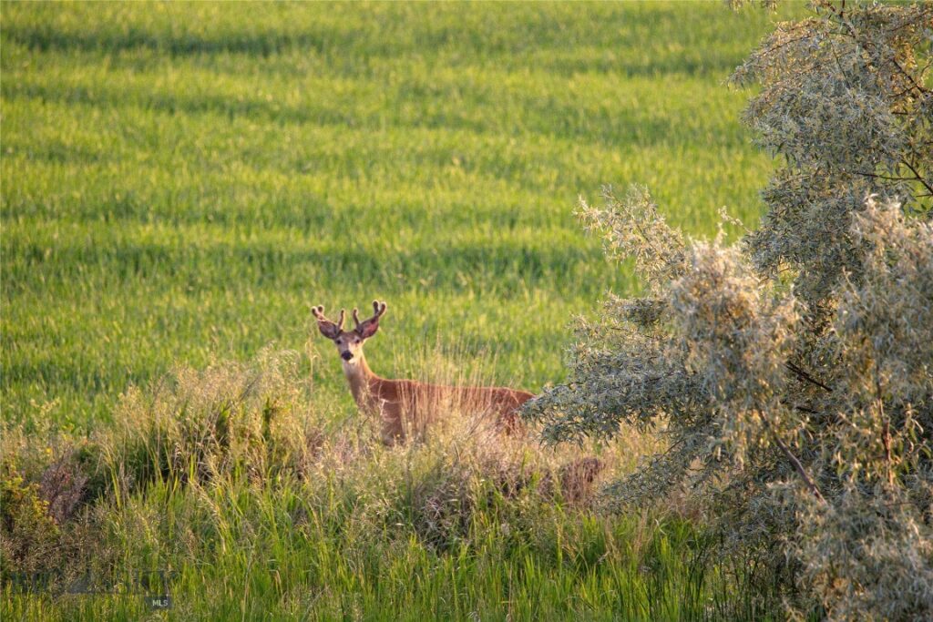 NHN Old Hwy 10, Forsyth MT 59327