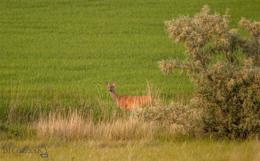 NHN Old Hwy 10, Forsyth MT 59327
