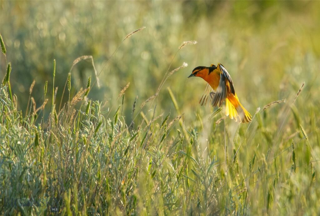 NHN Old Hwy 10, Forsyth MT 59327