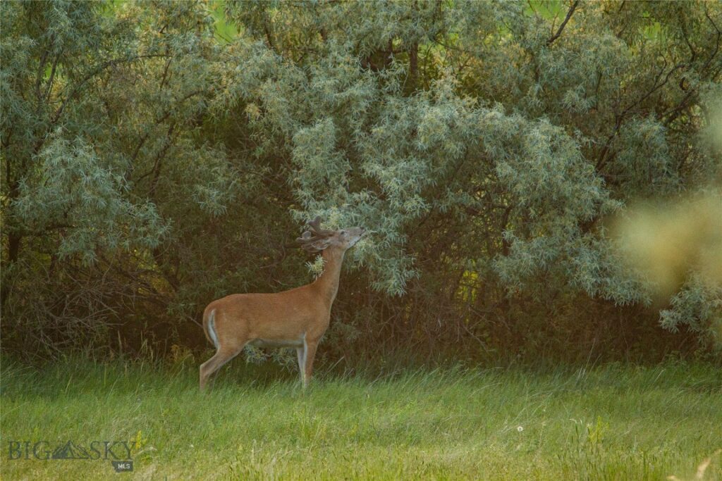 NHN Old Hwy 10, Forsyth MT 59327